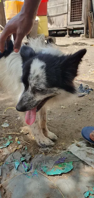 3-6 months Male Purebred Japanese Spitz