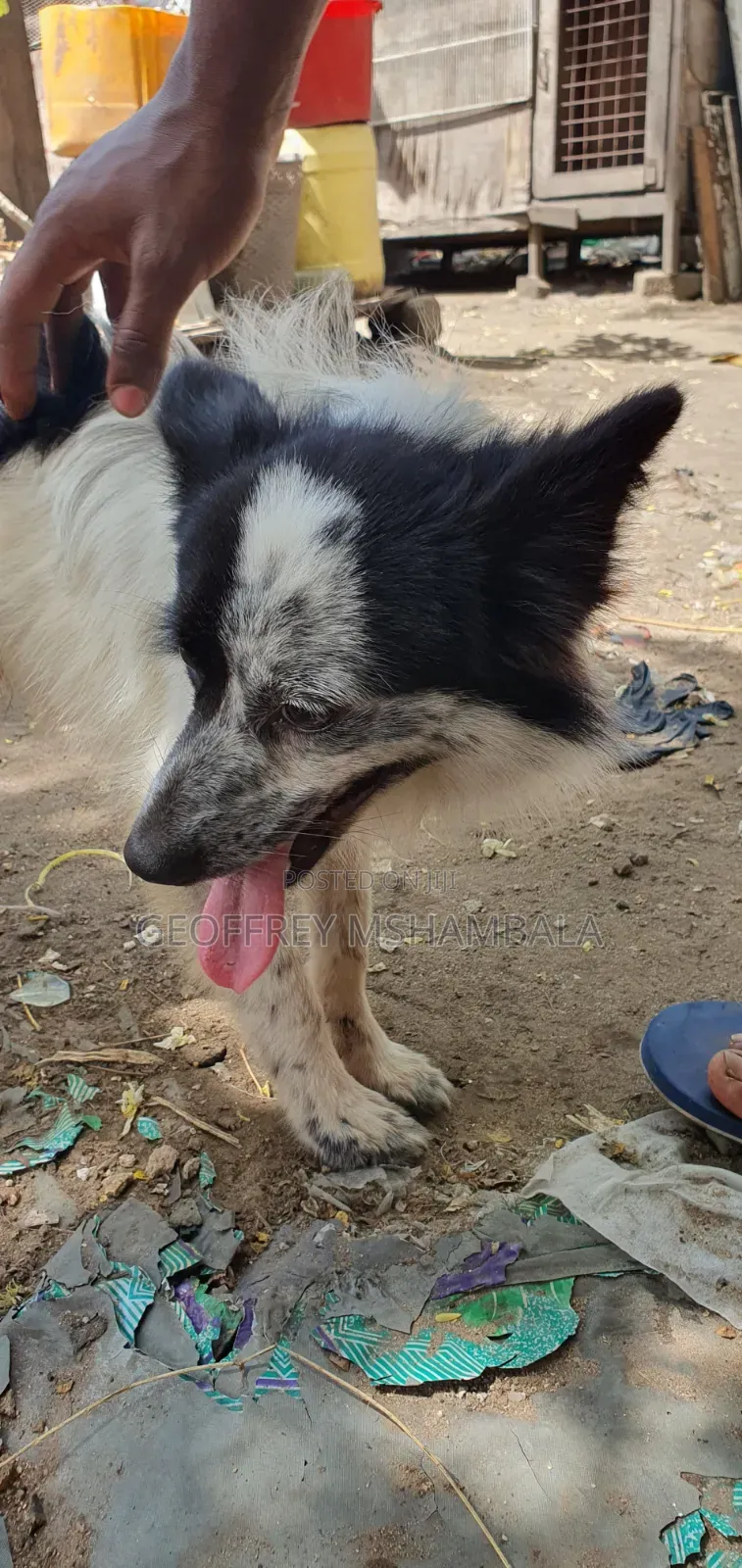 3-6 months Male Purebred Japanese Spitz