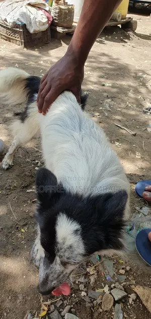 3-6 months Male Purebred Japanese Spitz