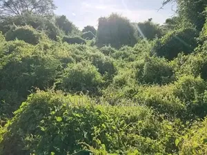 Kathonzweni Land on Sale