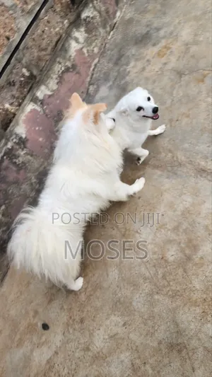 6-12 months Male Purebred Japanese Spitz