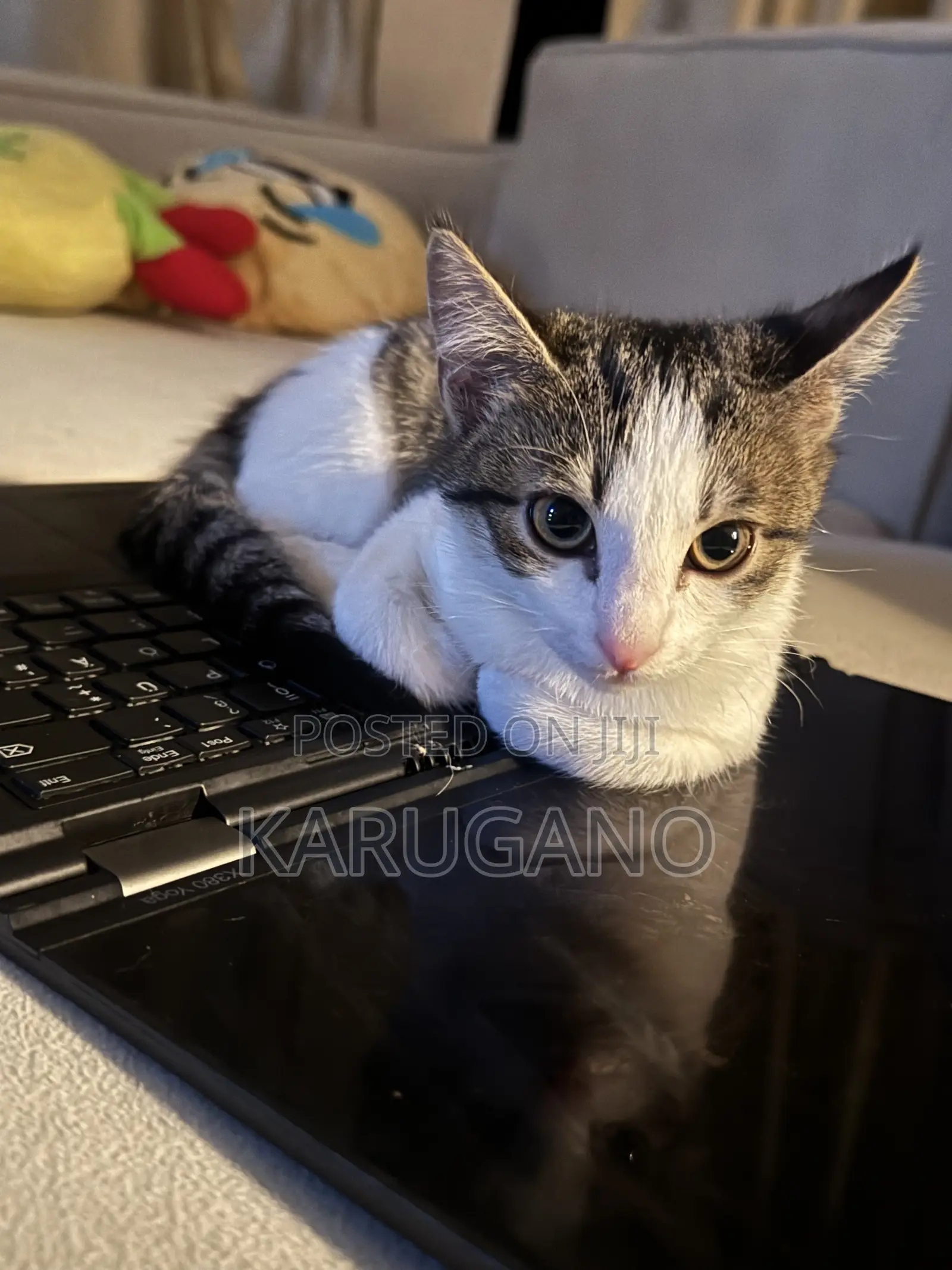 1-3 months Female Purebred Cat