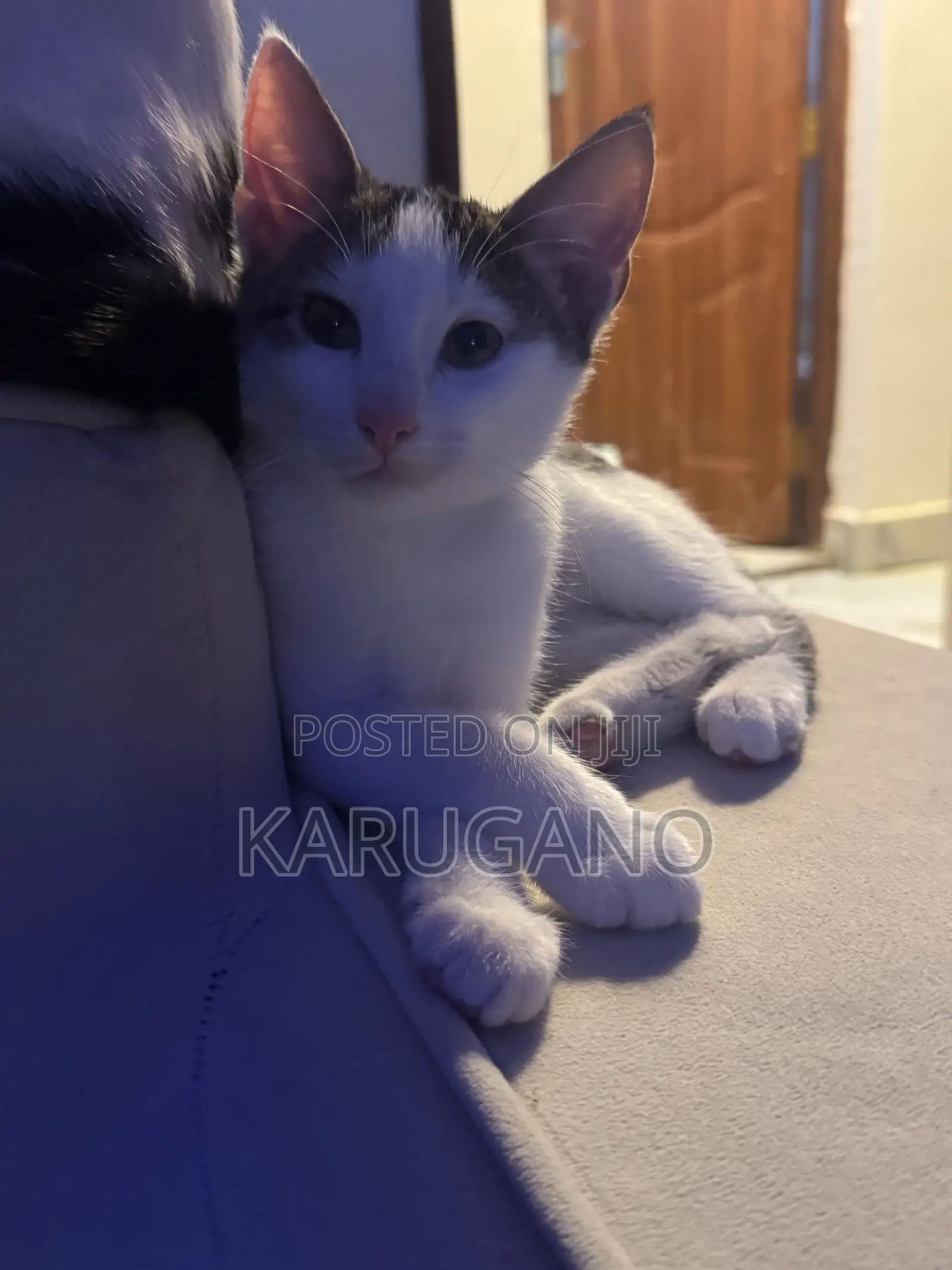 1-3 months Female Purebred Cat