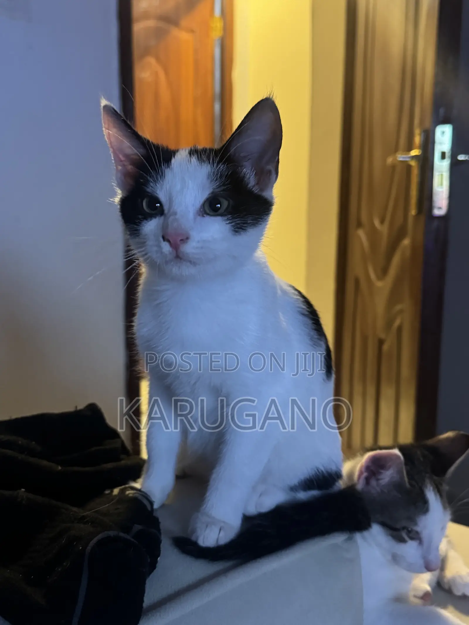 1-3 months Female Purebred Cat