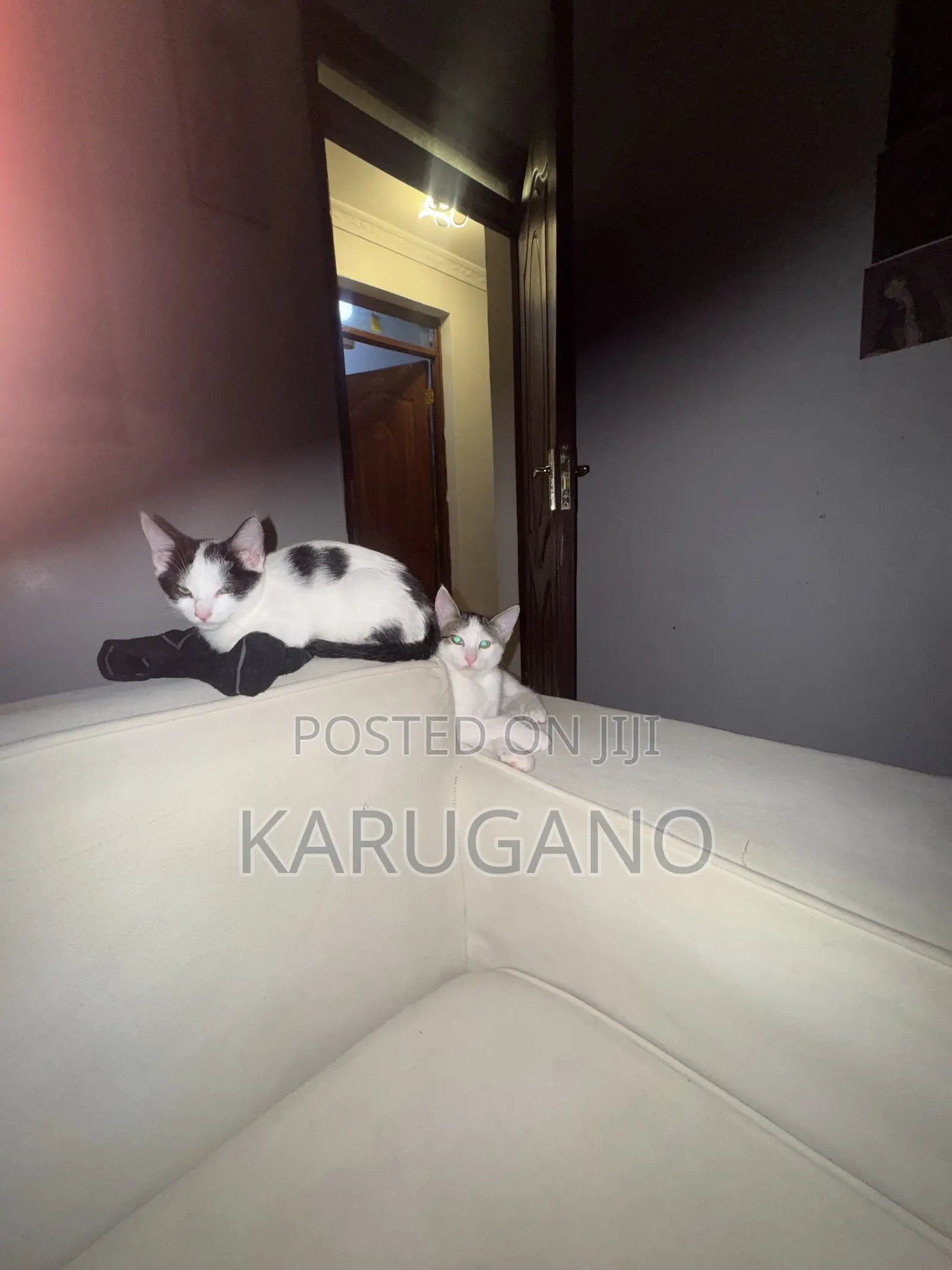 1-3 months Female Purebred Cat