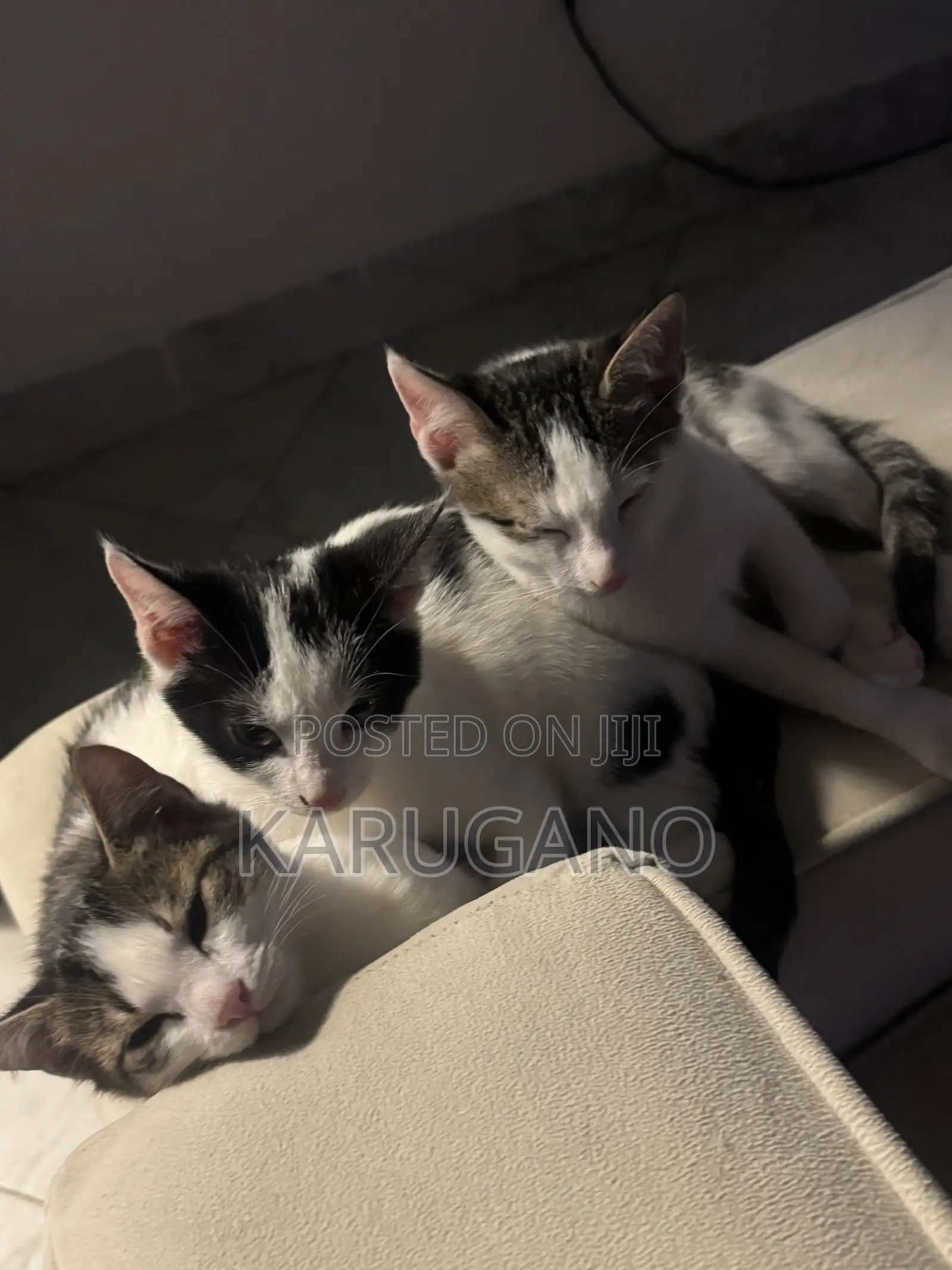 1-3 months Female Purebred Cat