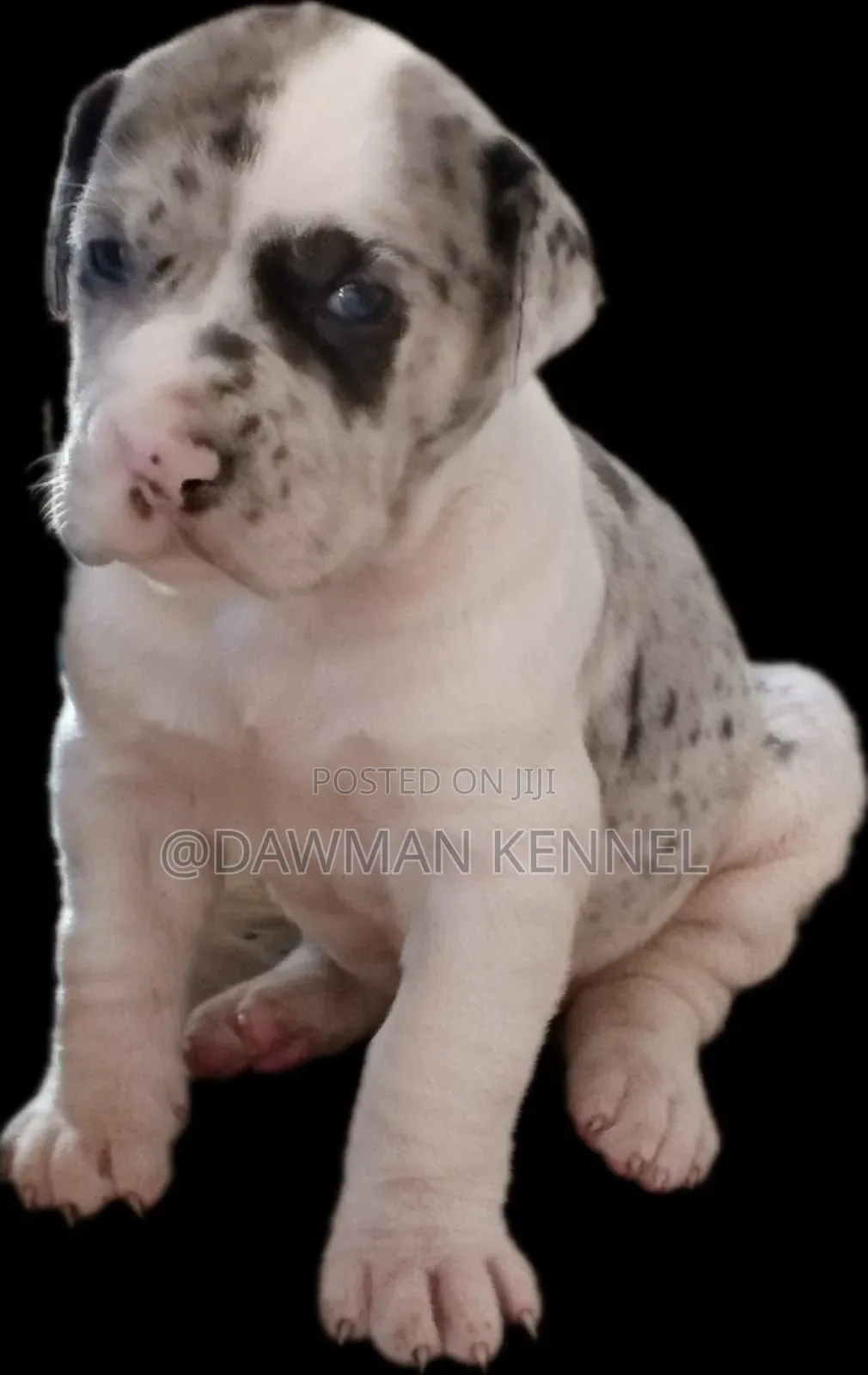 1-3 months Male Purebred Great Dane