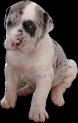1-3 months Male Purebred Great Dane