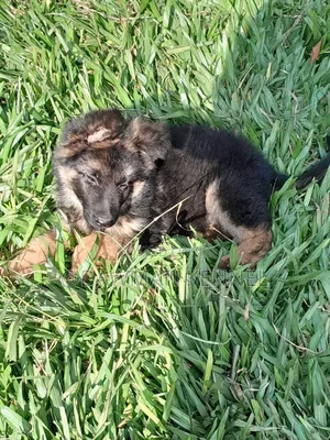 1-3 months Female Purebred German Shepherd