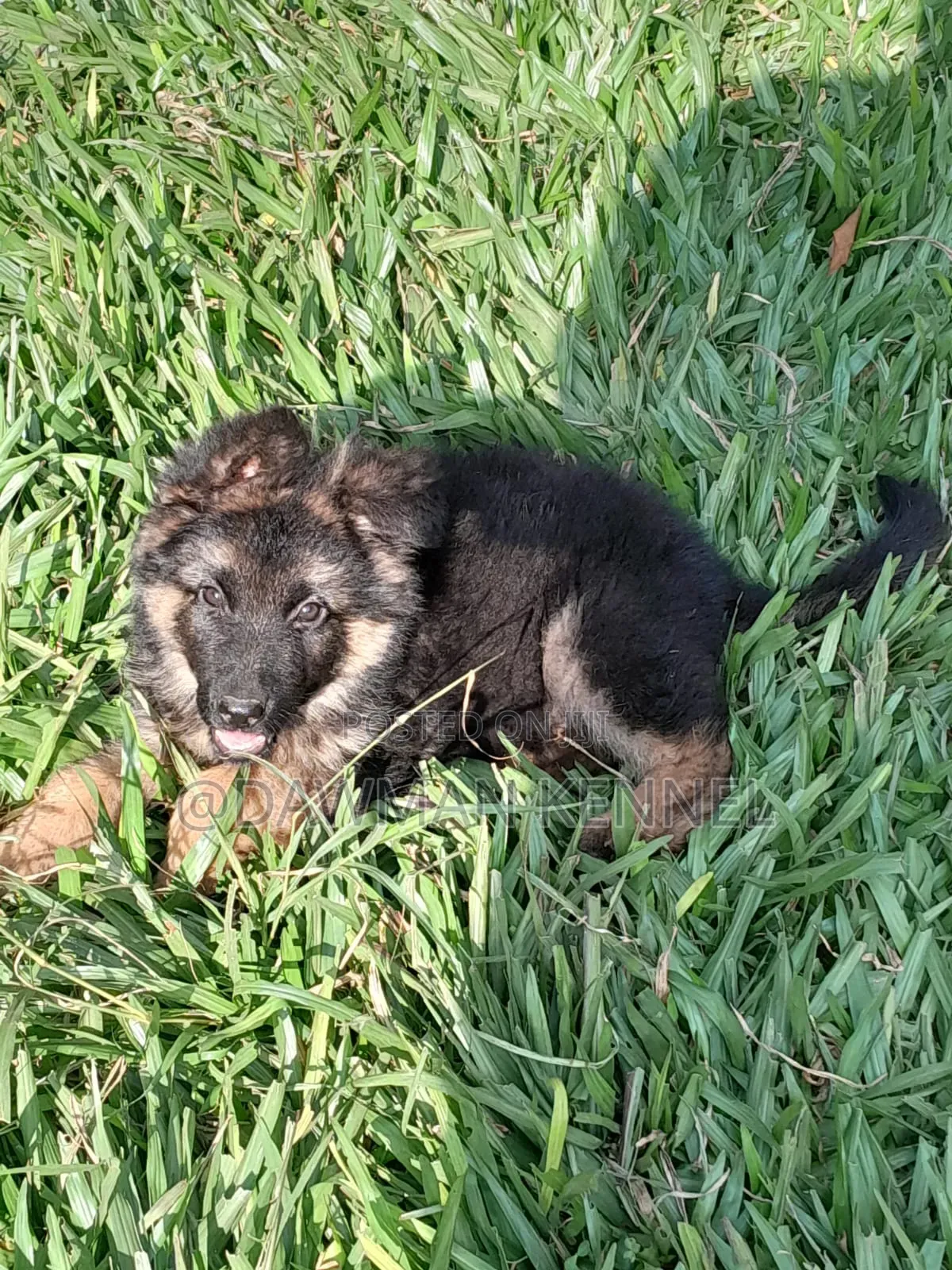 1-3 months Female Purebred German Shepherd