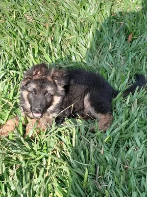 1-3 months Female Purebred German Shepherd