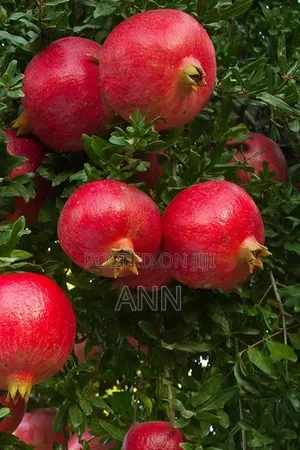 Pomegranate