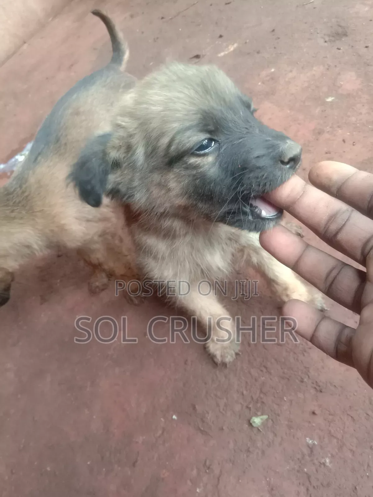 1-3 months Female Mixed Breed Belgian Malinois