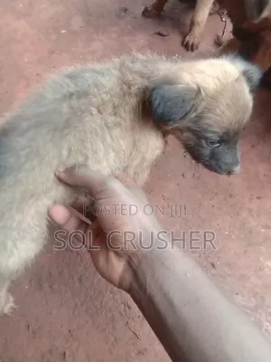 1-3 months Female Mixed Breed Belgian Malinois