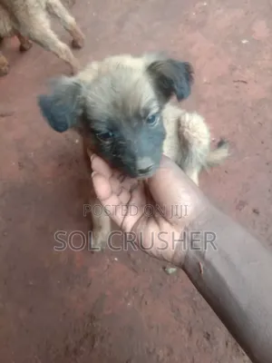 1-3 months Female Mixed Breed Belgian Malinois