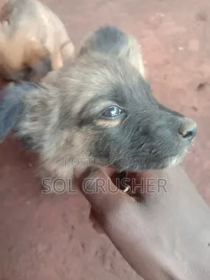 1-3 months Female Mixed Breed Belgian Malinois
