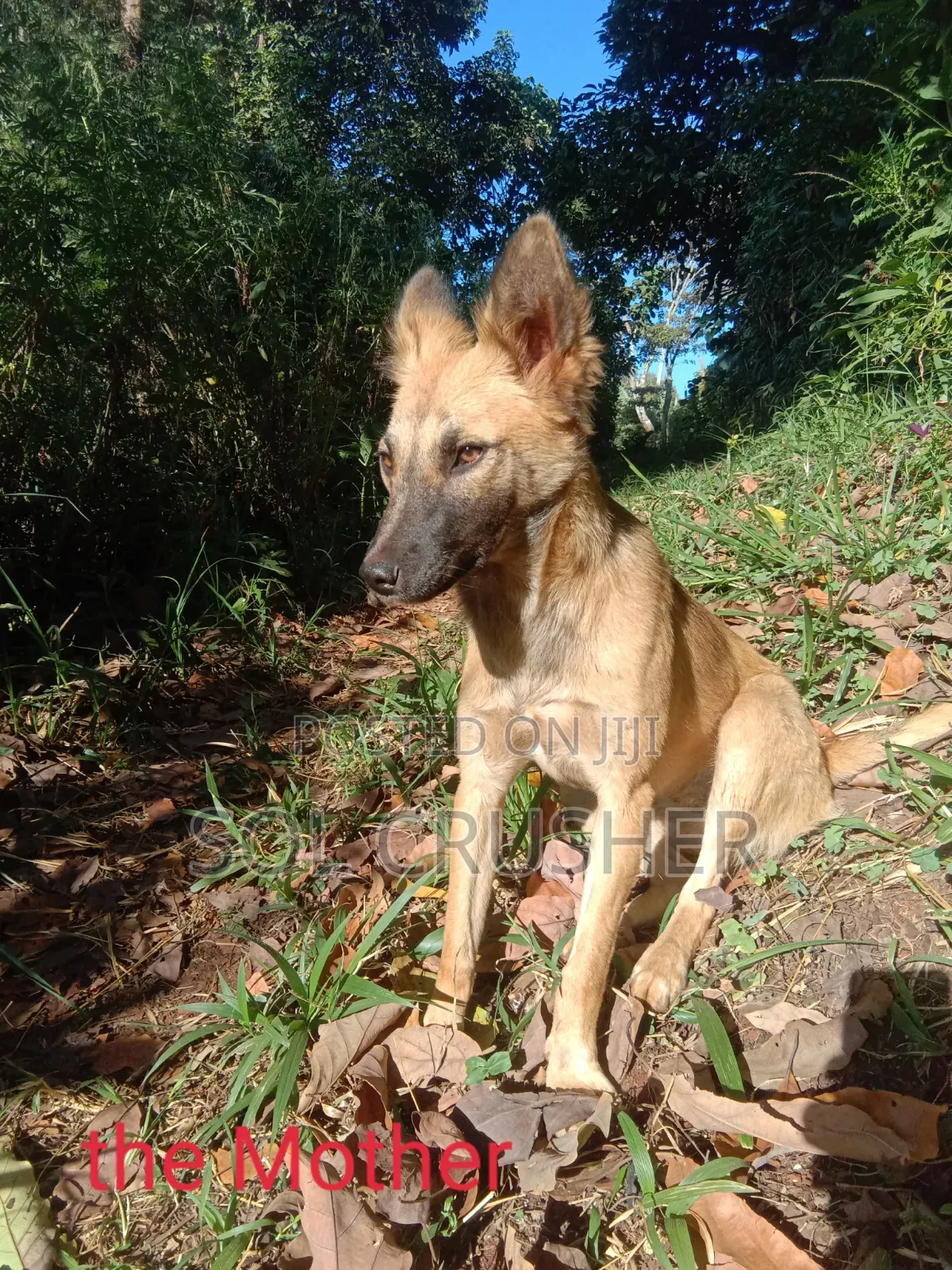 1-3 months Female Mixed Breed Belgian Malinois