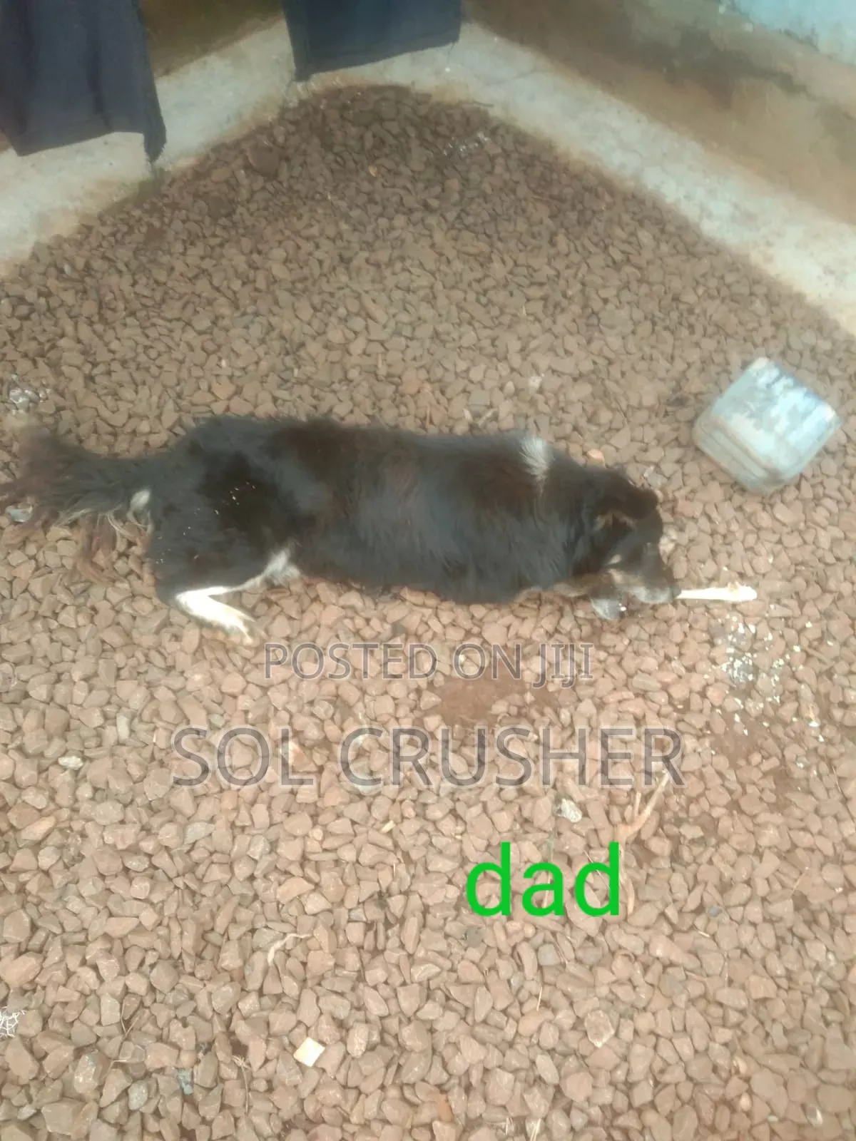 1-3 months Female Mixed Breed Belgian Malinois