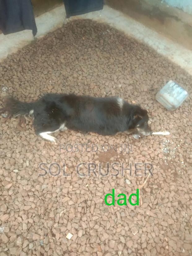 1-3 months Female Mixed Breed Belgian Malinois - thumbnail 6