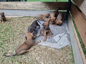 1-3 months Female Purebred Rhodesian Ridgeback
