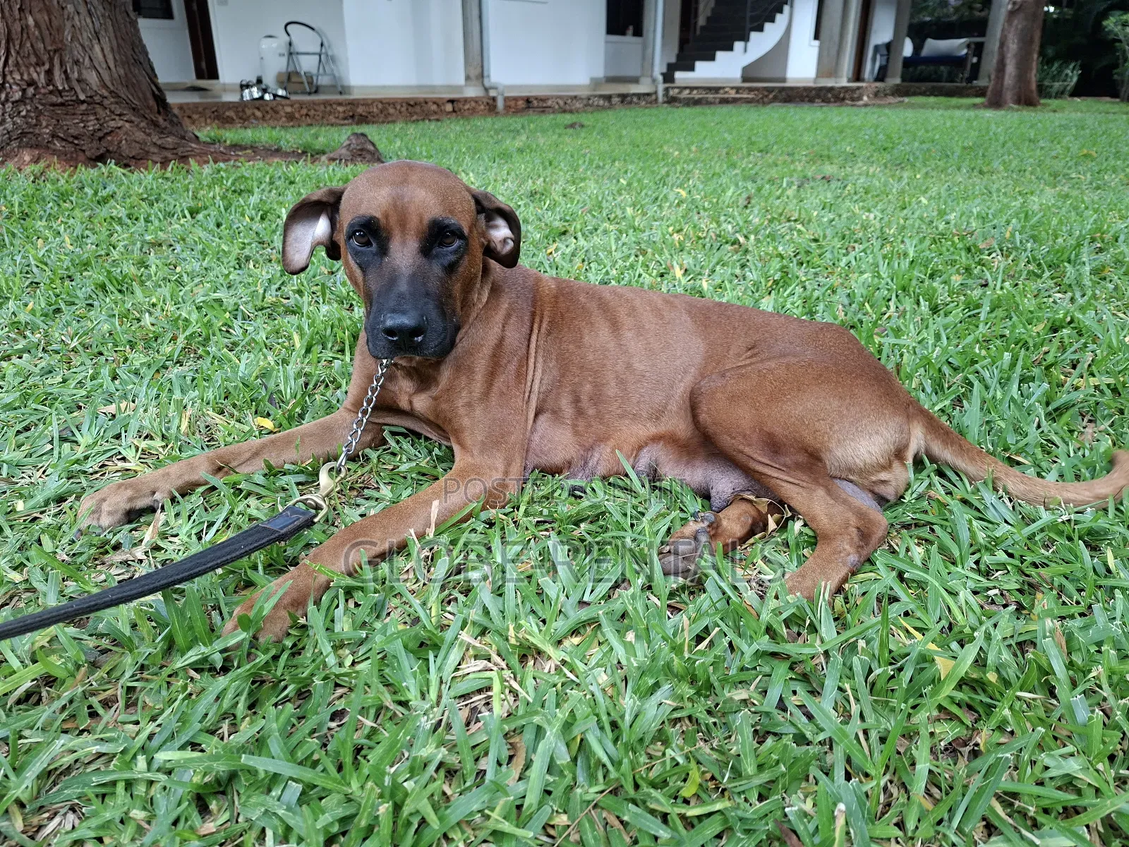 1-3 months Female Purebred Rhodesian Ridgeback