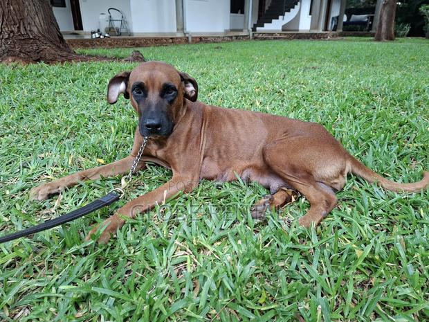 1-3 months Female Purebred Rhodesian Ridgeback - thumbnail 4