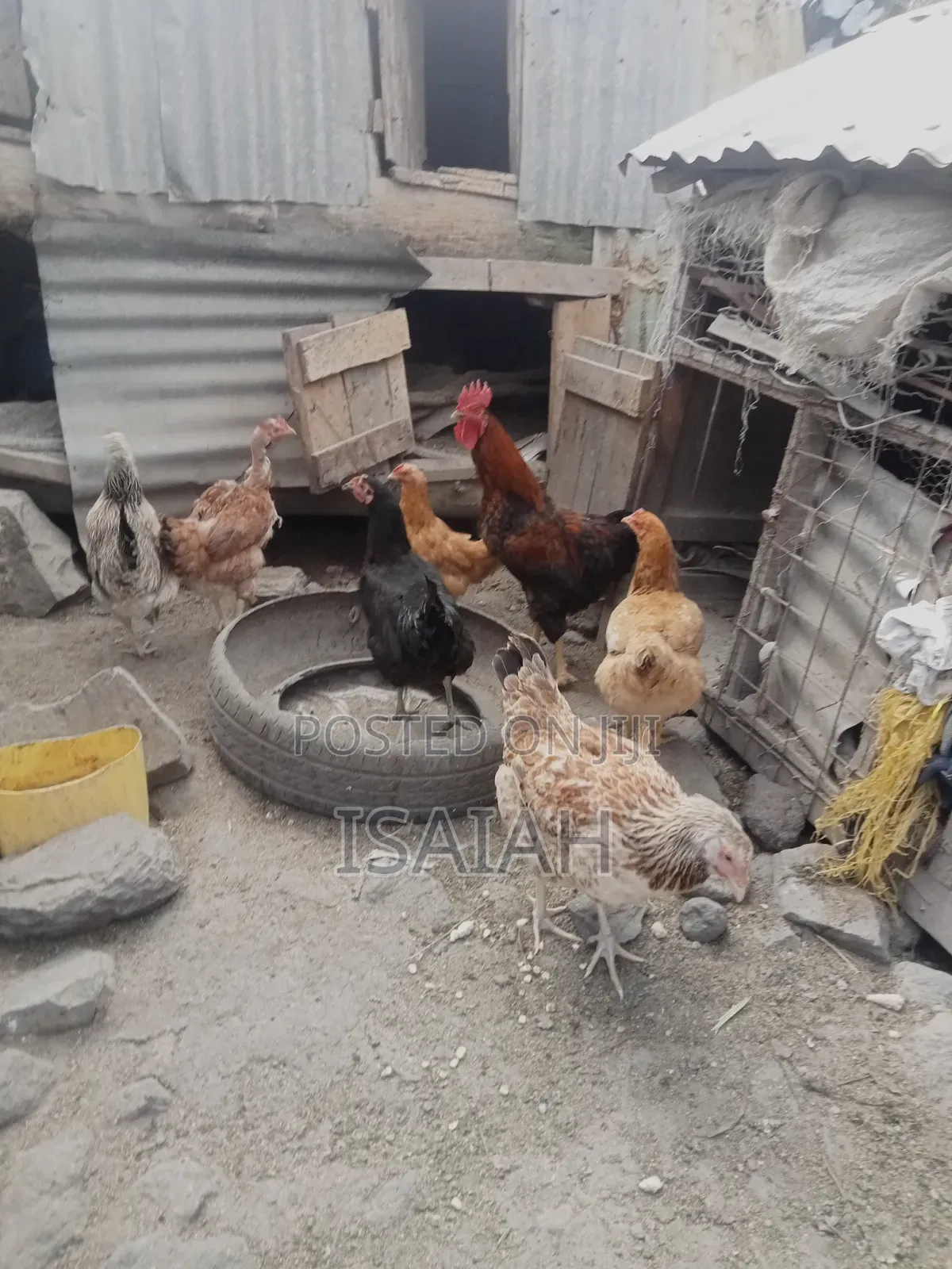 Kagera Farm Pure Kienyeji Kuku