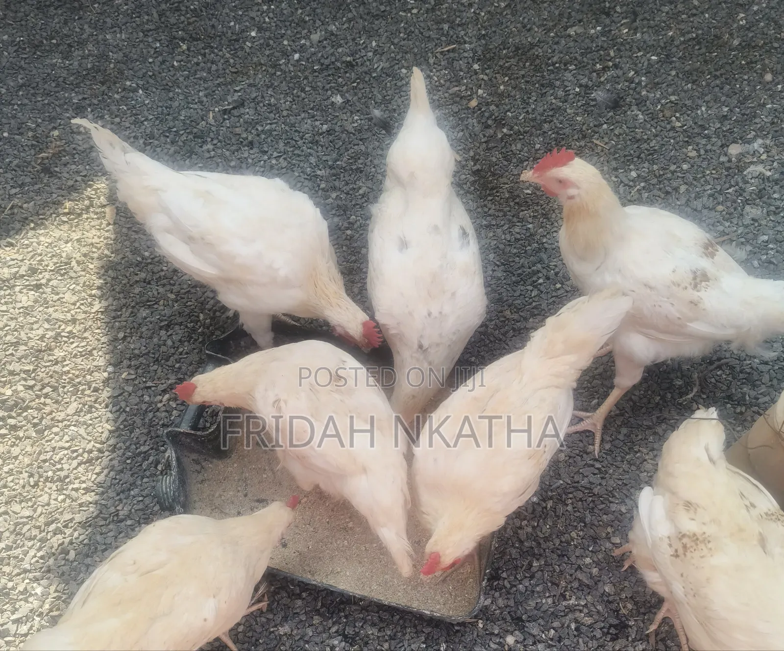 Healthy Improved Kienyeji Chicken-Thika