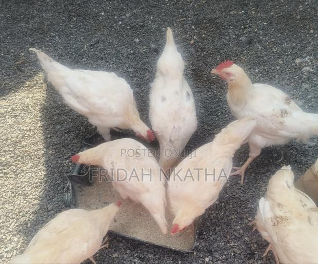 Healthy Improved Kienyeji Chicken-Thika