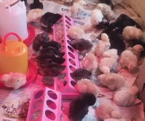 1 Week Old Kienyeji Chicks for Sale- Thika