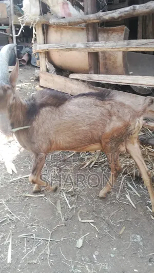 Agriculture