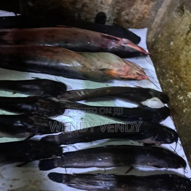 Fresh Organic Catfish