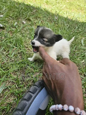 1-3 months Female Mixed Breed Japanese Spitz
