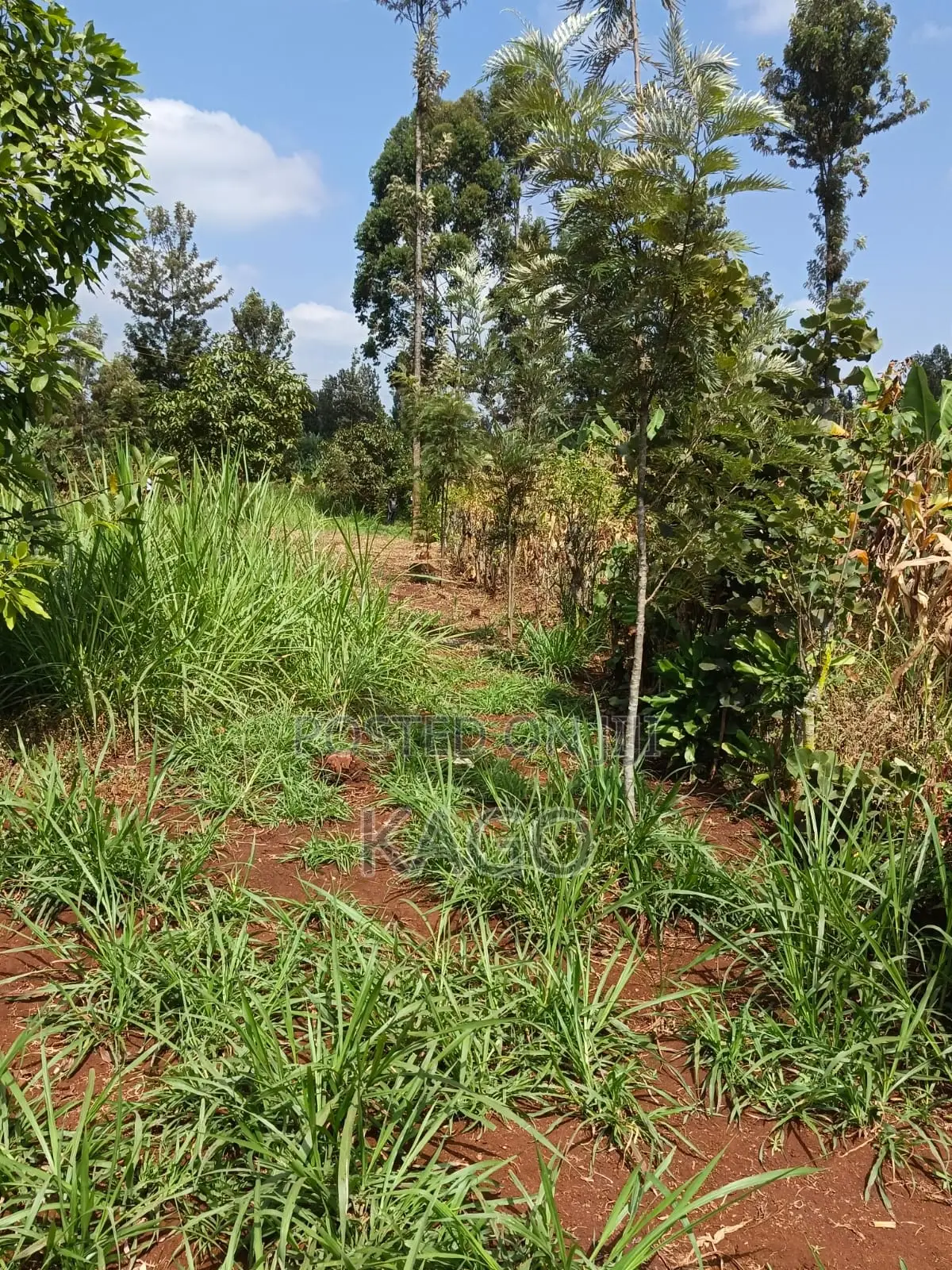 Quarter Acre at Mang U Gatundu North