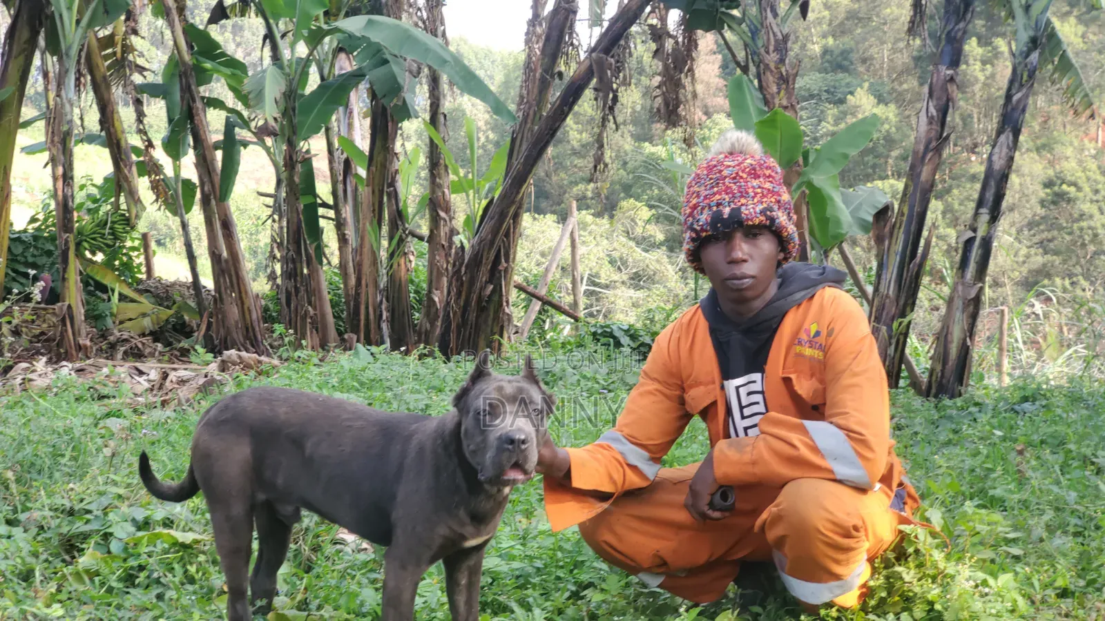 6-12 months Male Purebred Cane Corso