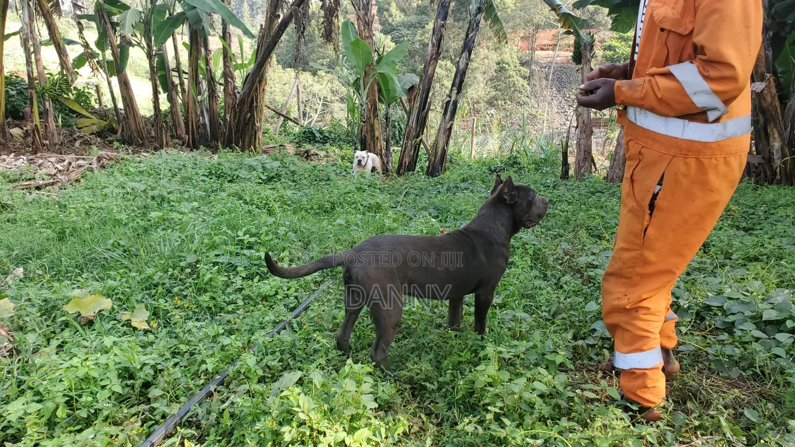 6-12 months Male Purebred Cane Corso