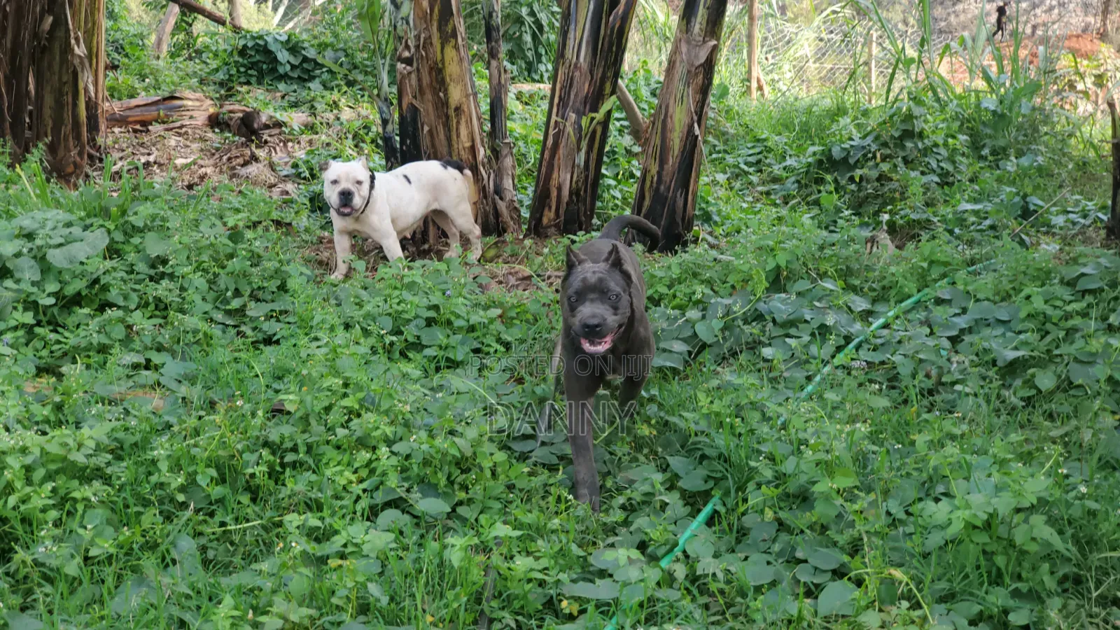 6-12 months Male Purebred Cane Corso