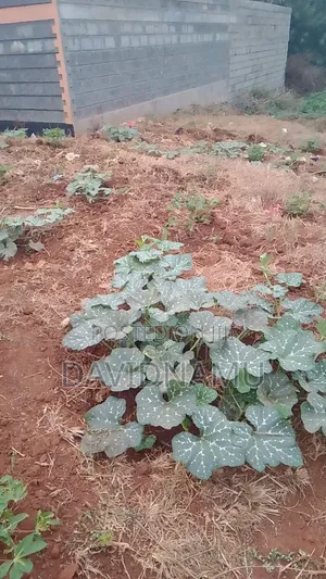 50*100 Plot in Embu Rwika