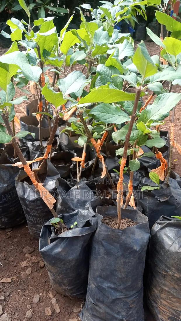 High Quality Apple Seedlings for Sale