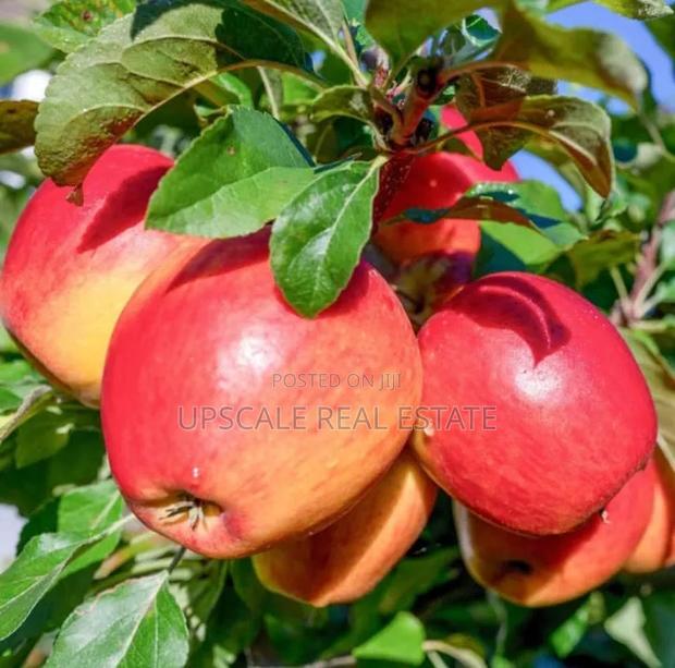 High Quality Apple Seedlings for Sale - thumbnail 2