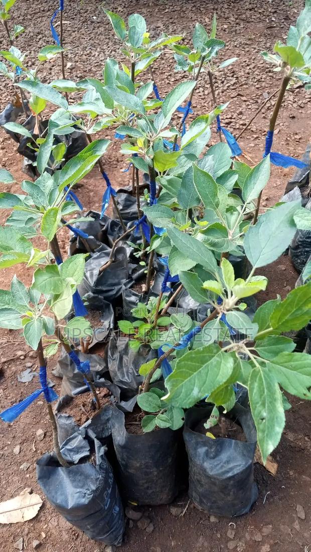 High Quality Apple Seedlings for Sale - thumbnail 3