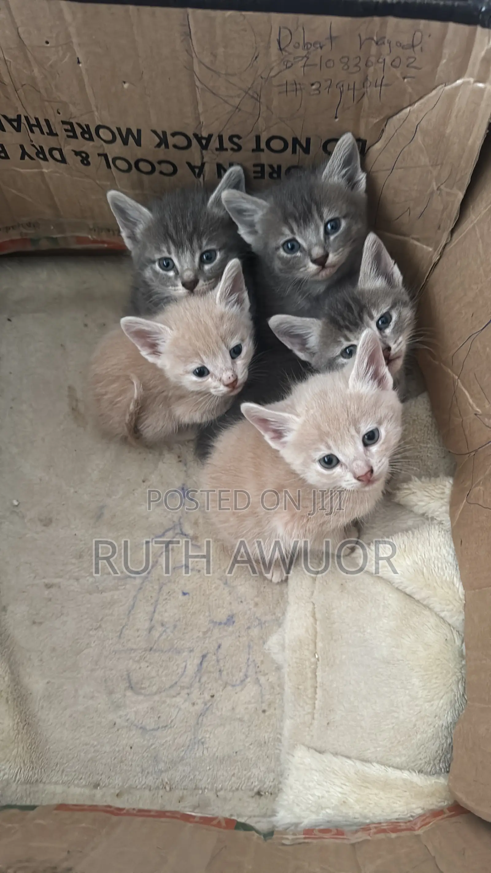 1-3 months Male Mixed Breed Tabby