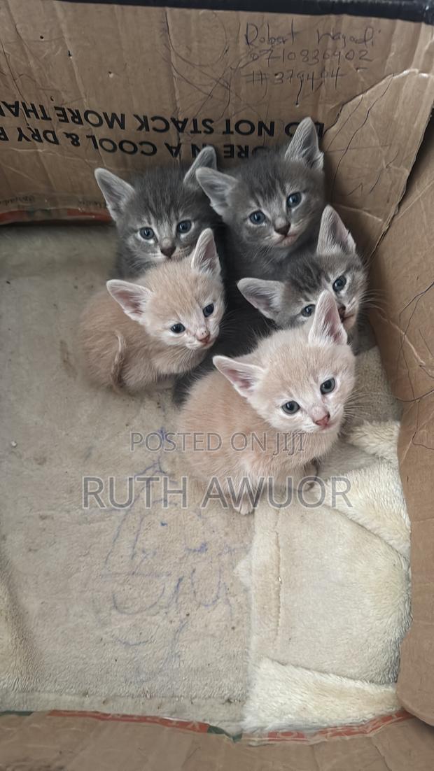 1-3 months Male Mixed Breed Tabby