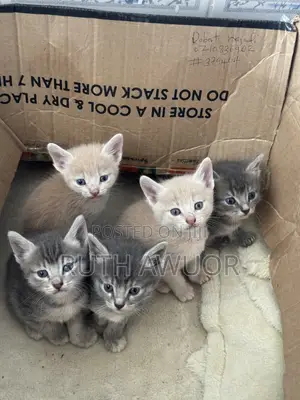 1-3 months Male Mixed Breed Tabby