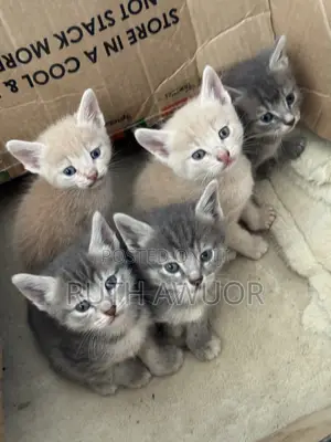 1-3 months Male Mixed Breed Tabby