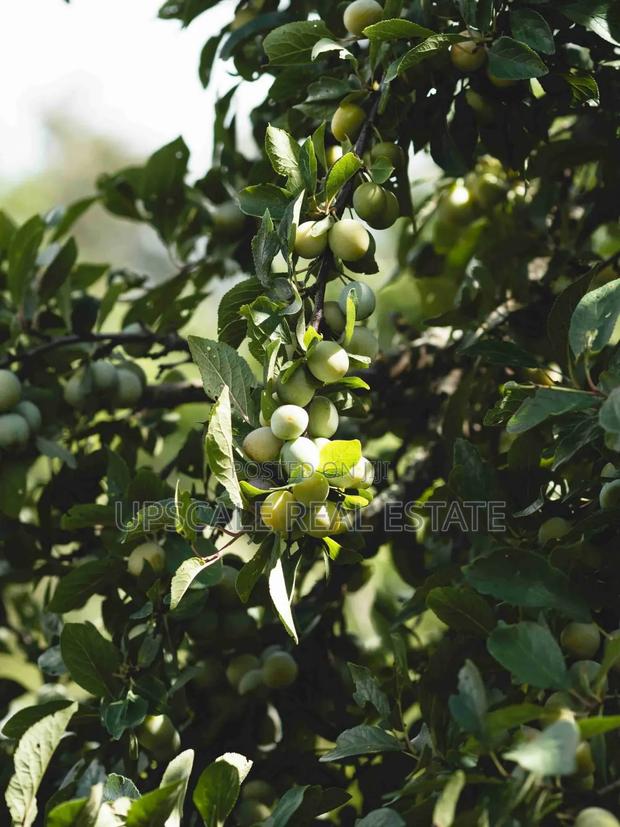 High Quality Climate Resistant Macadamia Seedlings - thumbnail 2
