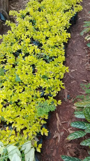 Landasacaping