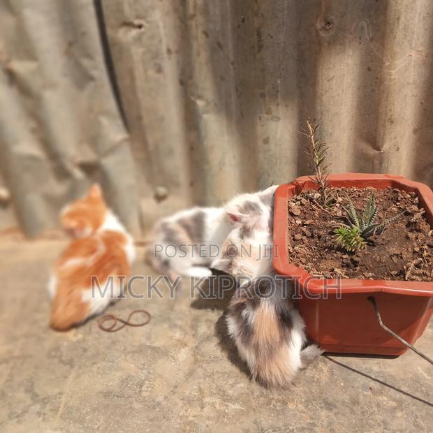 1-3 months Female Purebred American Shorthair