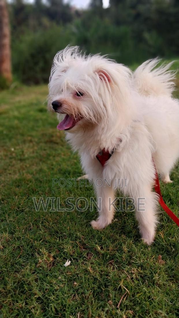 1+ year Male Purebred Maltese
