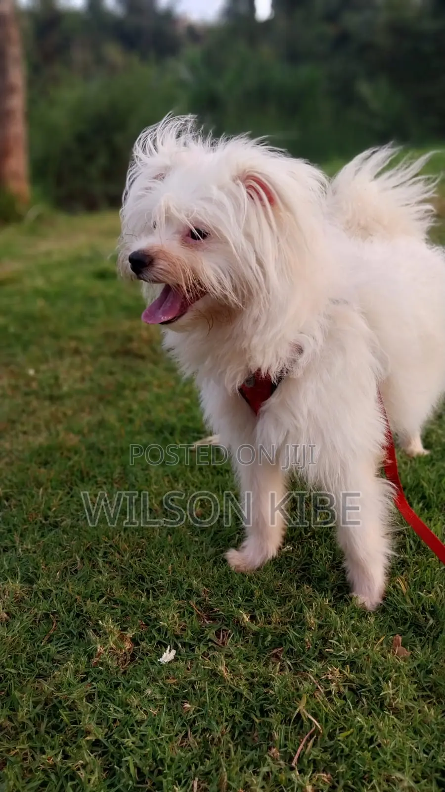 1+ year Male Purebred Maltese